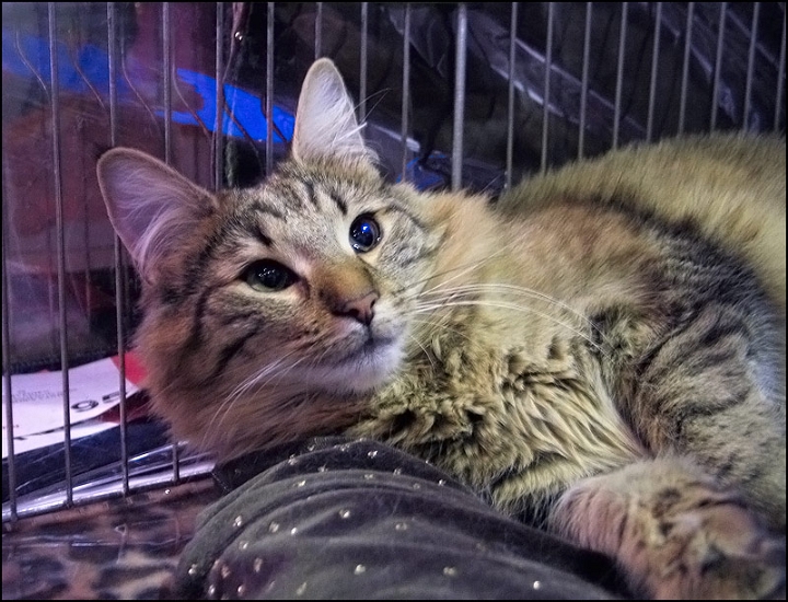 Sweeson's Vanir1.jpg - Sweeson's Vanir